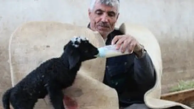 Üçüz kuzulardan 2'si yaşatılabildi