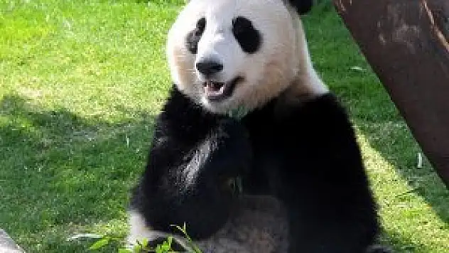 Çinliler maç sonucu tahminleri için pandalara güveniyor