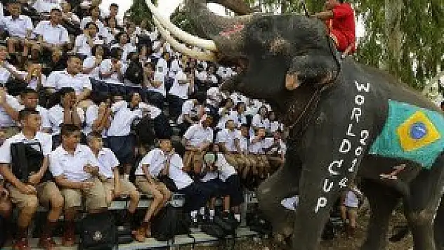 Yeni 'kahin' fil olabilir