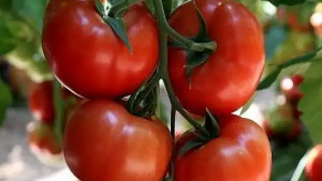 Ukrayna'dan Türk domatesine engel