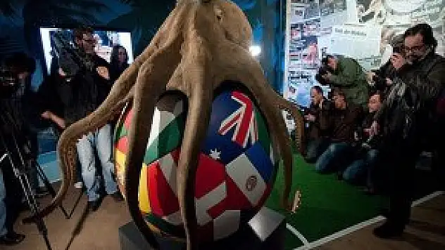 'Kahin' ahtapot Paul'ün varisleri iş başında