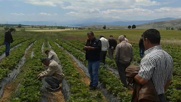 Beyşehirli çiftçilere çilek üretimi tavsiyesi