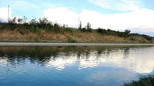 Kanala düşen yaban domuzları telef oluyor