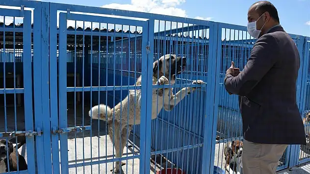 Meram'da başıboş hayvanlar ıslah ediliyor
