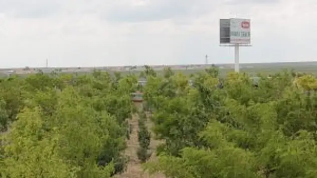 Bu Kış Ihlamurlar Konya Şeker'den