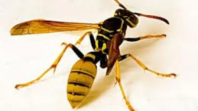 Arının soktuğu kişi hastanelik oldu