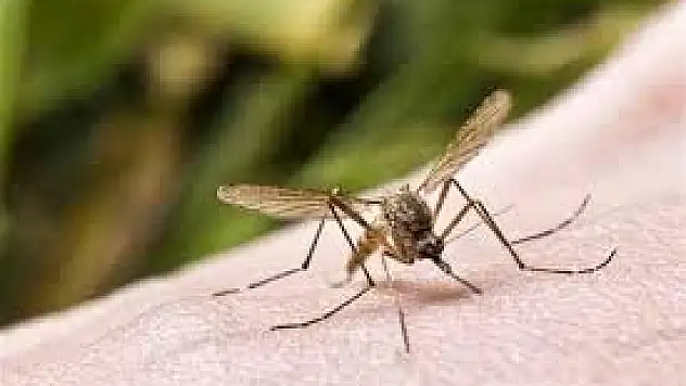 Yurt dışı seyahatlerinde 'sarıhumma' uyarısı