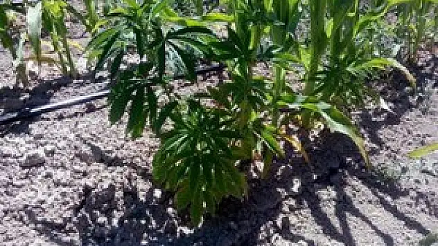 Konya'da uyuşturucu operasyonu