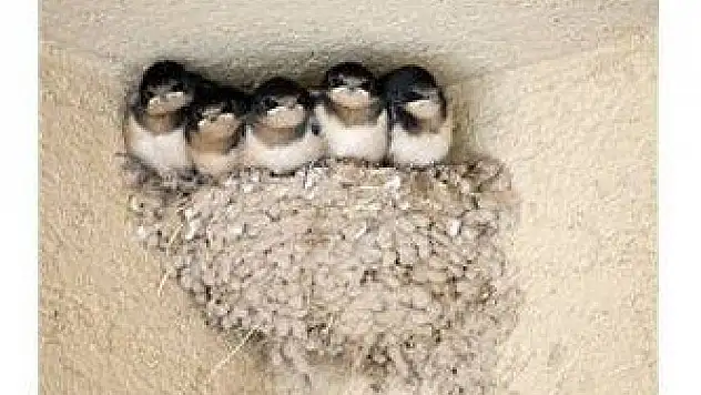 Elektrik sayacı panosunda  kırlangıç yuvası