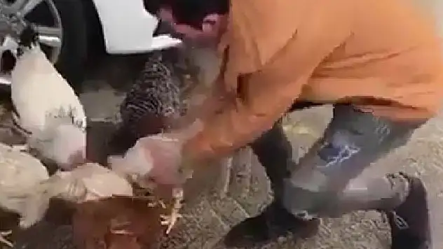 Yanındaki tavuk alınınca çılgına dönen horoz adamı kovaladı