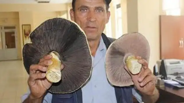 Dağda bulunan dev mantarlar hayrete düşürdü