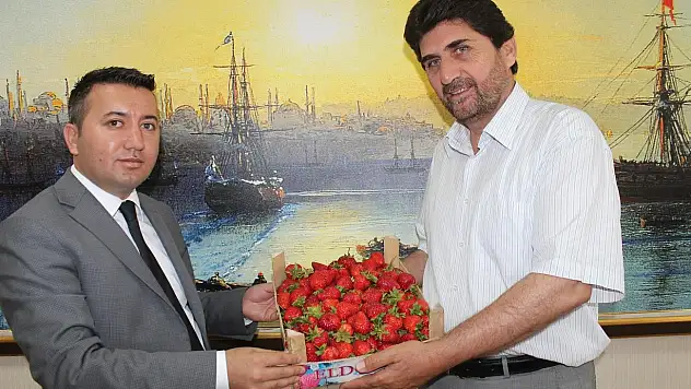 Çilek üretimi Derbent'in umudu oldu