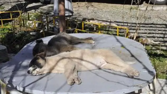 Köpekleri için suç duyurusunda bulundu