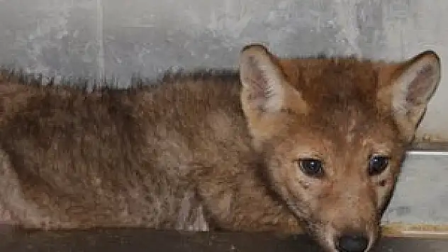 Konya'da canavar bulundu!