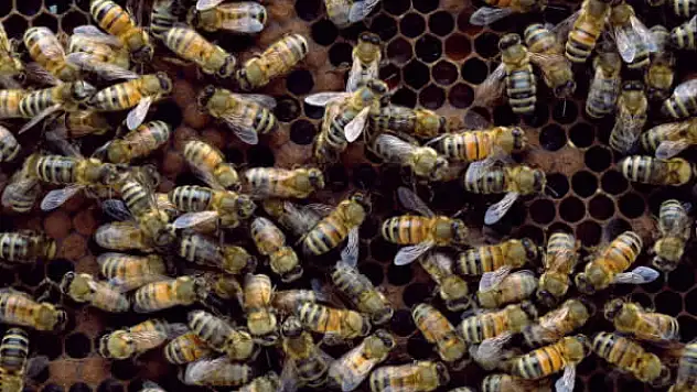 Akşehir'de arıların soktuğu 25 işçi hastaneye kaldırıldı