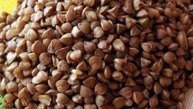 Halkapınar'da karabuğday deneme ekimleri yapıldı