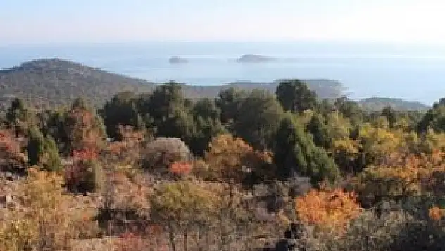 Beyşehir Orman İşletme Müdürlüğü'nde rekor ciro