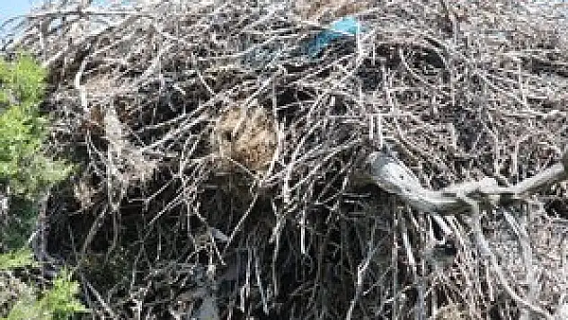 Aynı yuvada leylek ve serçelerin imrendiren paylaşımı