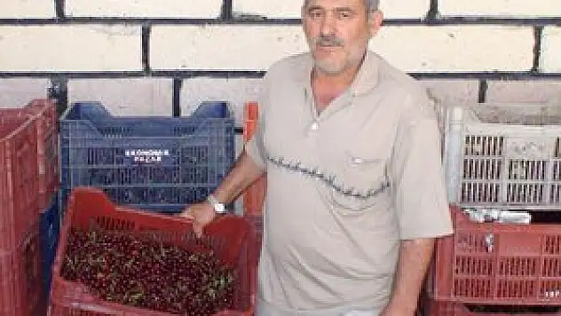 EREĞLİ'DE KİRAZ VE VİŞNEDE REKOLTE KAYBI