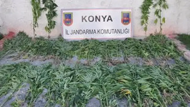 SEYDİŞEHİR'DE 144 KÖK HİNT KENEVİRİ ELE GEÇİRİLDİ