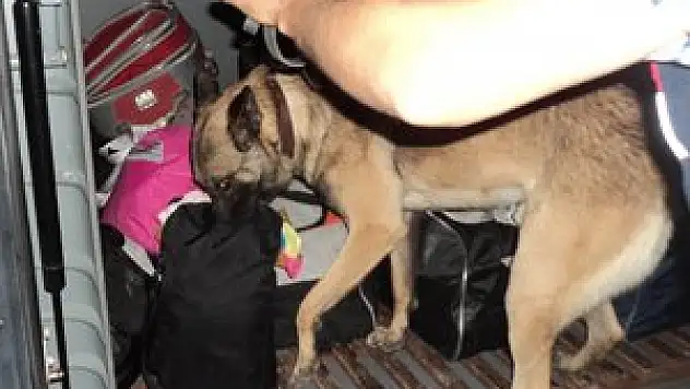 EREĞLİ'DE ESRAR OPERASYONU