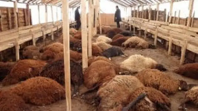 KULU'DA AĞILDAKİ 113 KOYUN HAVASIZLIKTAN TELEF OLDU