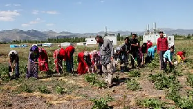 Suriyeli tarım işçilerinin zorlu mücadelesi