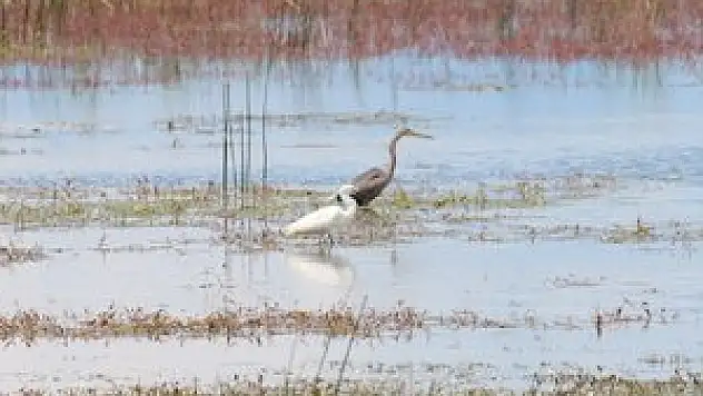 Kuş türleri kitap haline gelecek