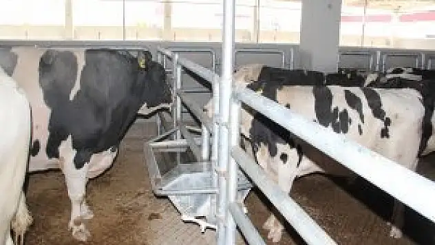 Anaçları İthal Kendileri Buralı