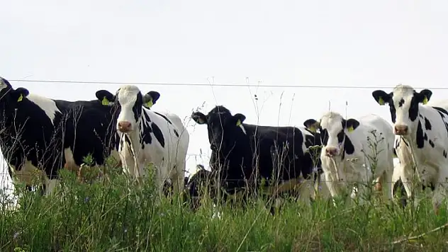 Hayvancılıkta aile şirketleri desteklenecek