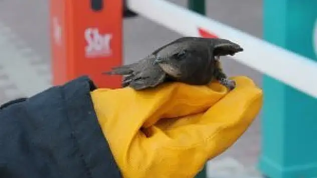 Çatı'da sığırcık operasyonu!