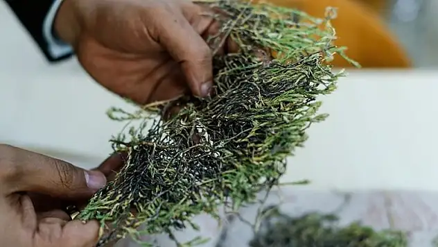 Aziz Sancar'ın ismi verilen bitki ilaç olma yolunda