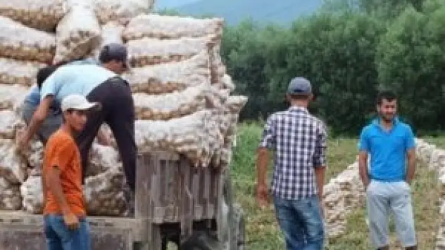 Patateste mevsim berekti