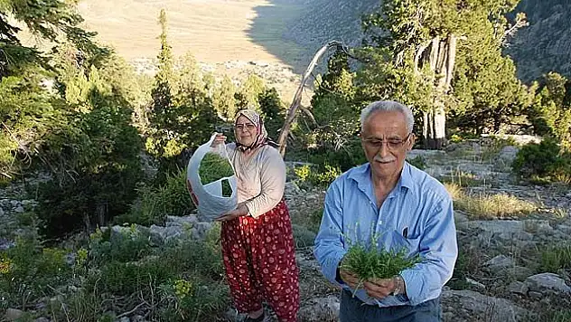 Akseki'den şifa kaynağı kekik