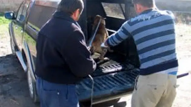 Pitbull'u sokağa bırakıp kaçtı!