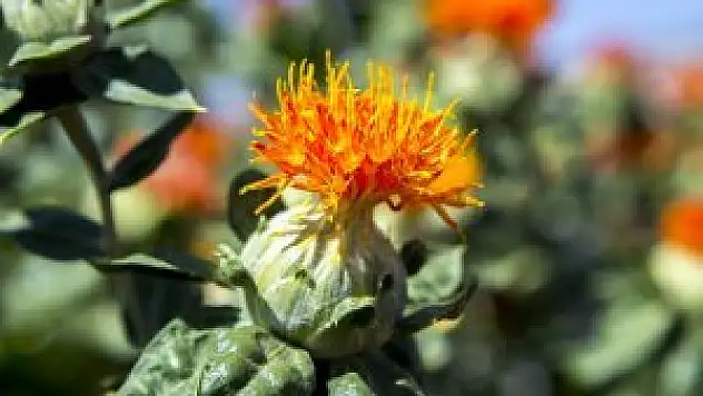 Demir kartalları 'kuş yemi' ile uçuracaklar