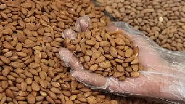 Acı kayısı çekirdeği kanserli hücreleri öldürüyor