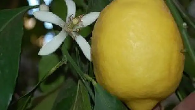 Limon fiyatlarında düşüş yok
