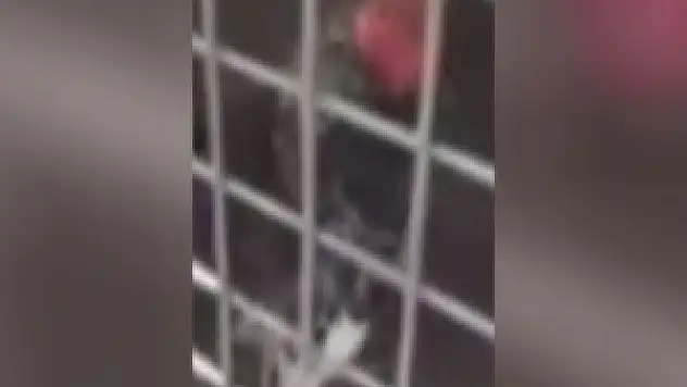 Ekmeleddin diye öten horoz...