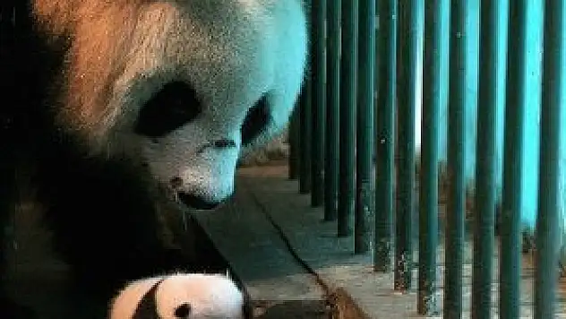 Üçüz panda mucizesi