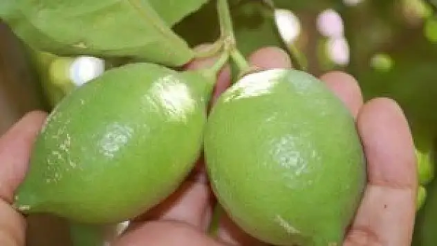 Dalında kilogramı 90 kuruş, markette 10 lira