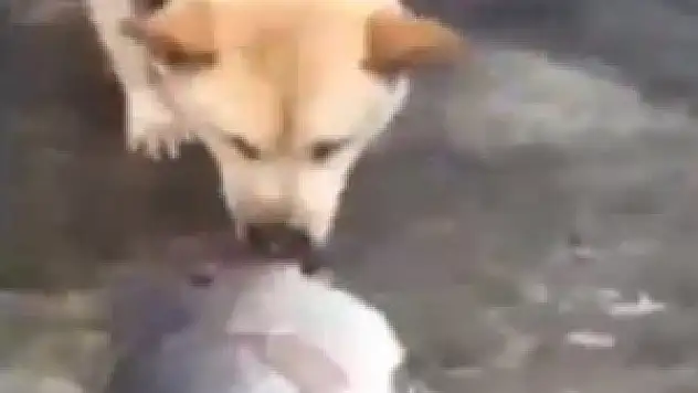 <span style'color: red'>VİDEO</span> Balığı böyle kurtarmaya çalıştı