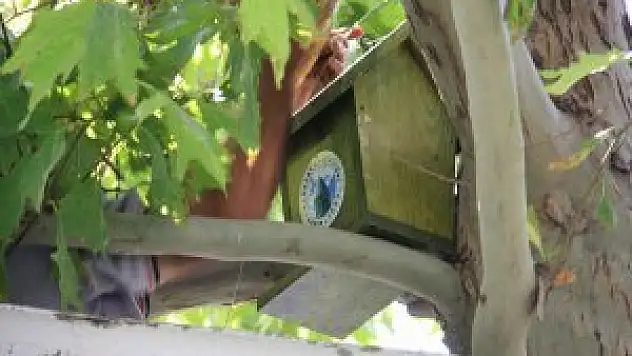 Karatay'da parklara kuş evleri yerleştiriliyor