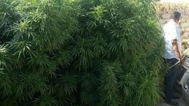 Jandarmadan uyuşturucu operasyonu