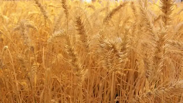 Beyşehir'de kuraklık hububat üreticisini etkiledi