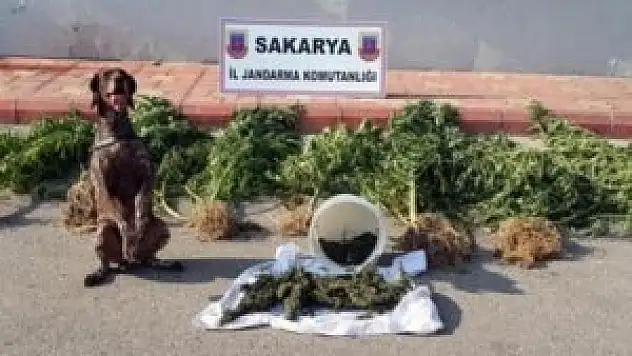 Rozet'ten operasyon hatırası