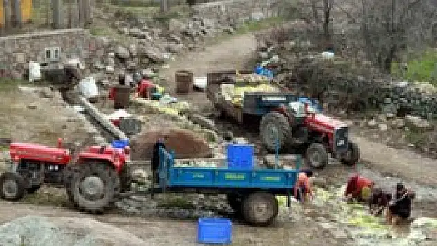 Pırasa üretimi, çiftçilerin geçim kaynağı oldu