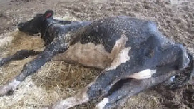 Sarayönü'nde şarbon alarmı