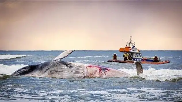 Ölü balina sahile vurdu