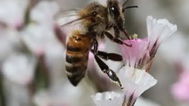 Kafein arıların hafızasını güçlendiriyor
